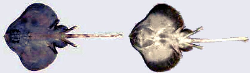 Neoraja caerulea_05.jpg